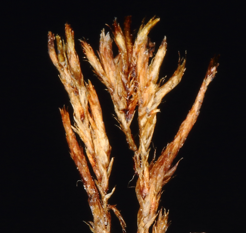 Orthothecium strictum